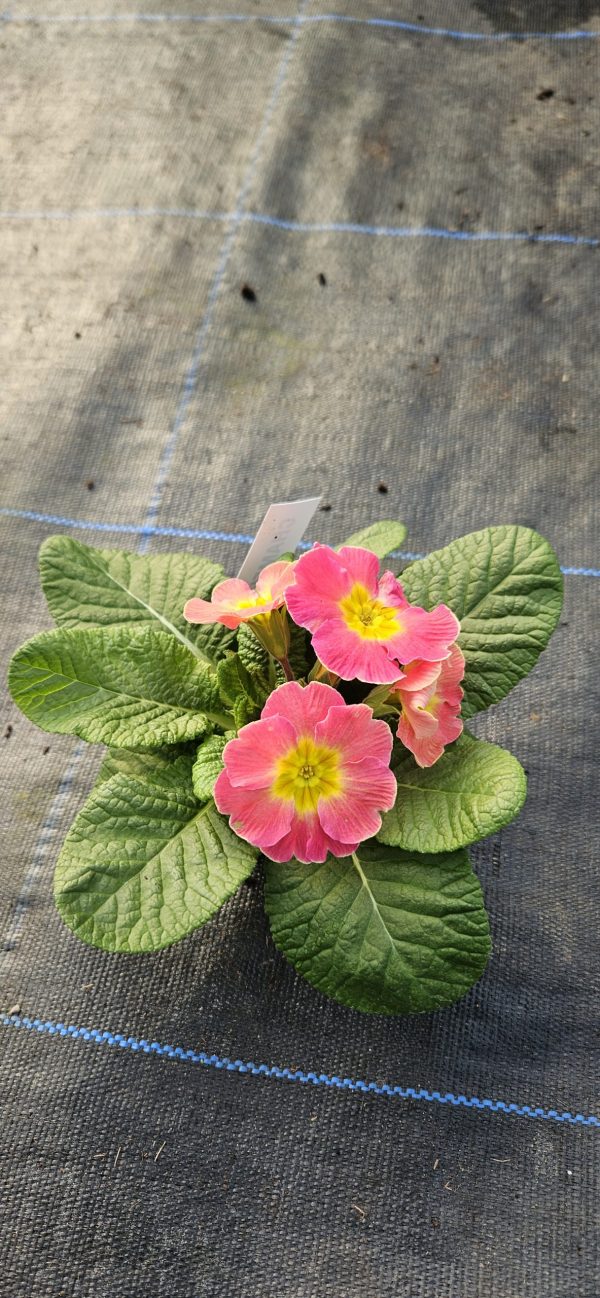 Primula 'Chameleon'