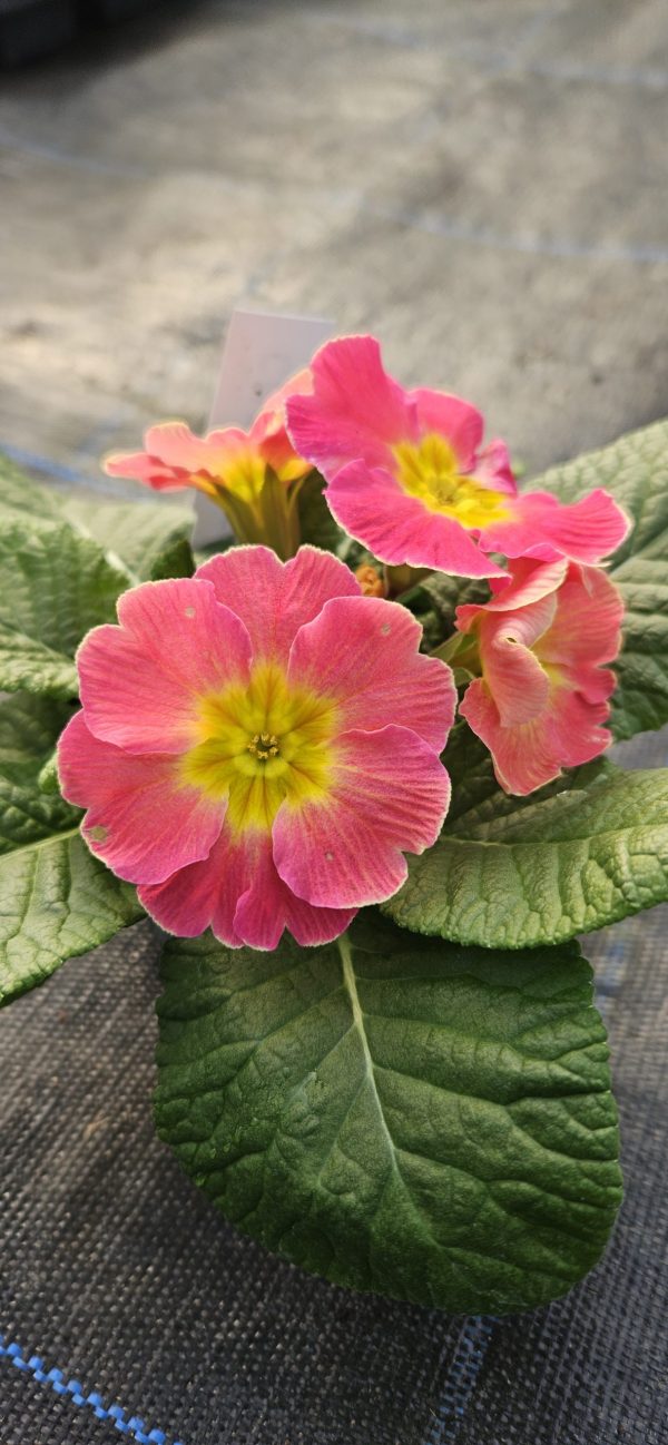 Primula 'Chameleon'