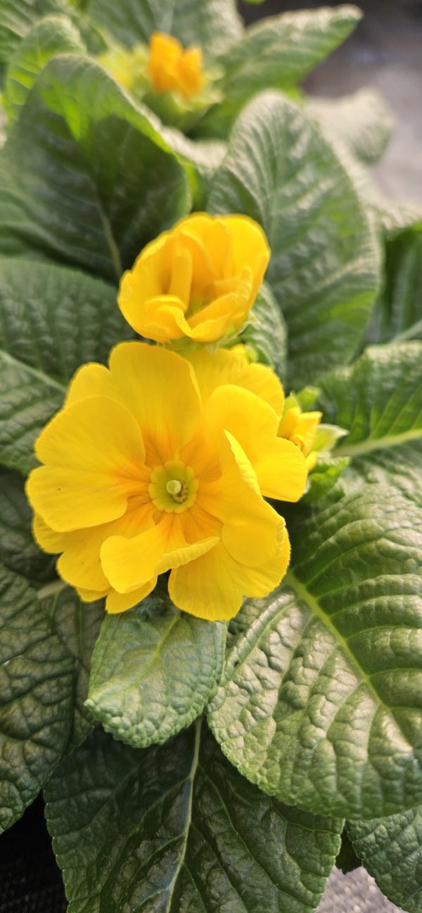Primula 'Charlie Daff'
