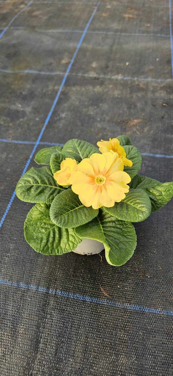 Primula 'Charlie Daff'