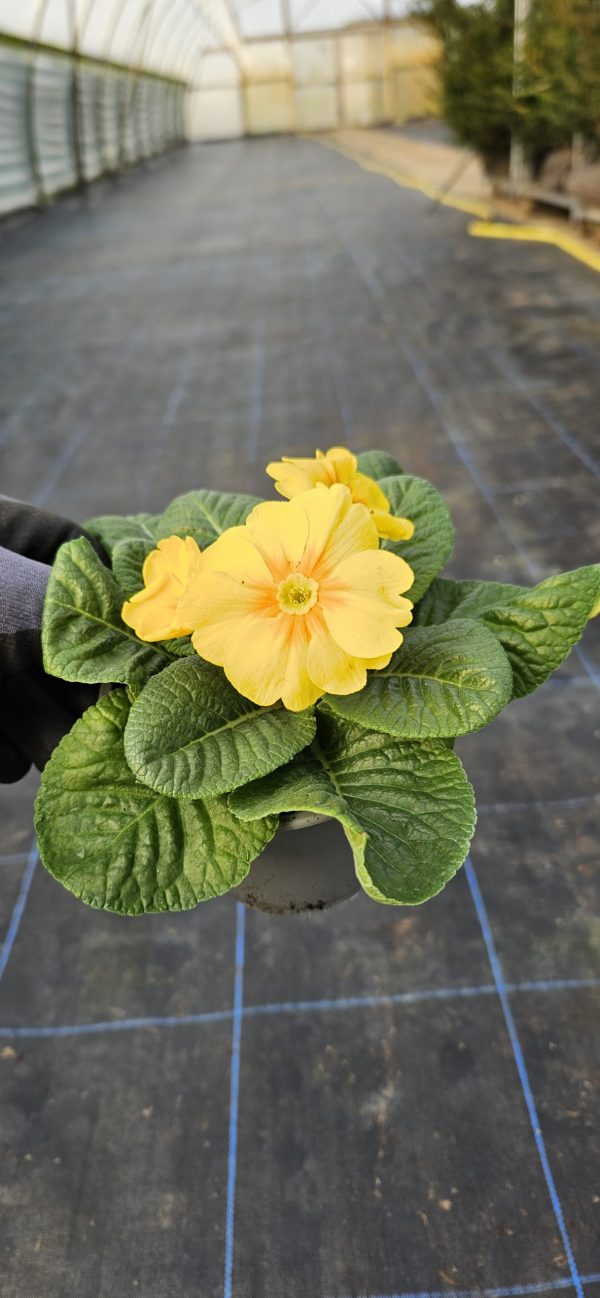 Primula 'Charlie Daff'