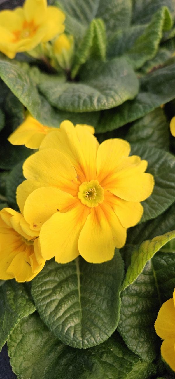 Primula 'Charlie Daff'