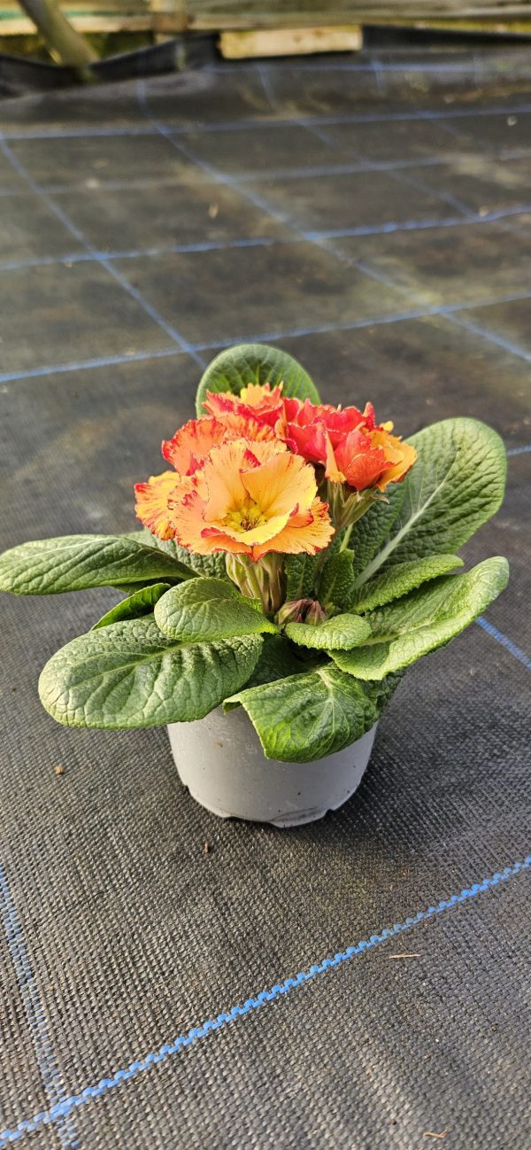 Primula 'Chinese New Year'