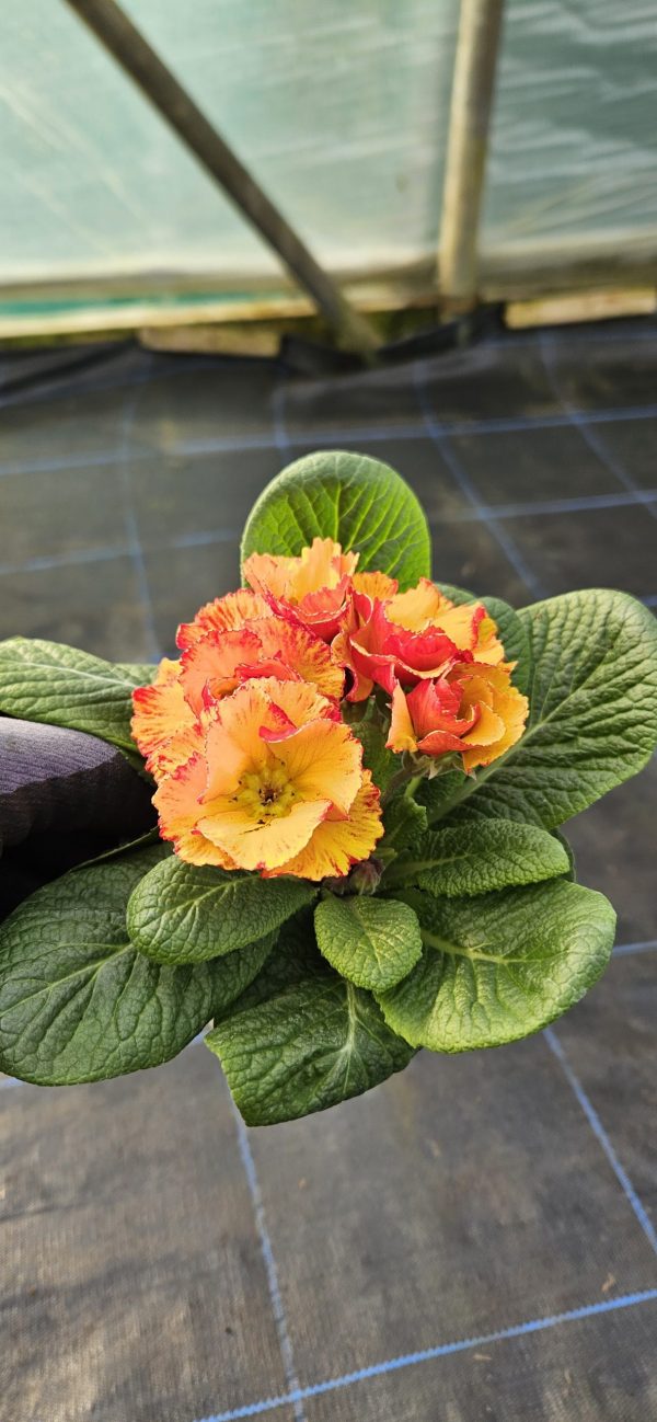 Primula 'Chinese New Year'