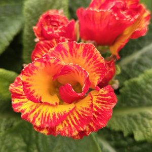 Primula 'Chinese New Year'
