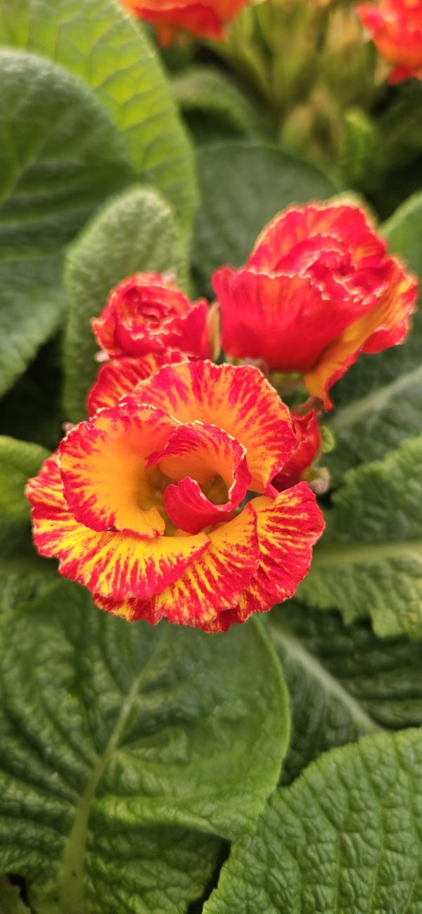 Primula 'Chinese New Year'