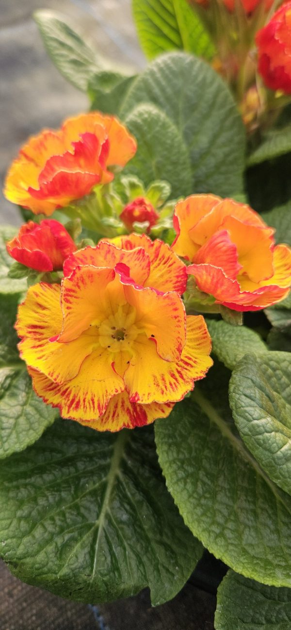 Primula 'Chinese New Year'