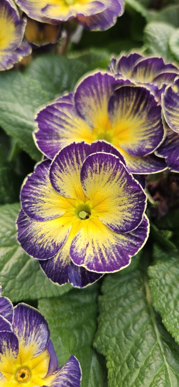 Primula 'Fireflies'