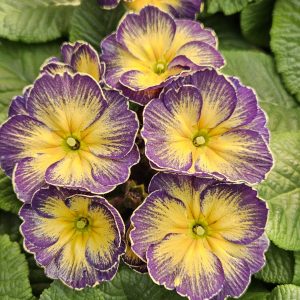 Primula 'Fireflies'
