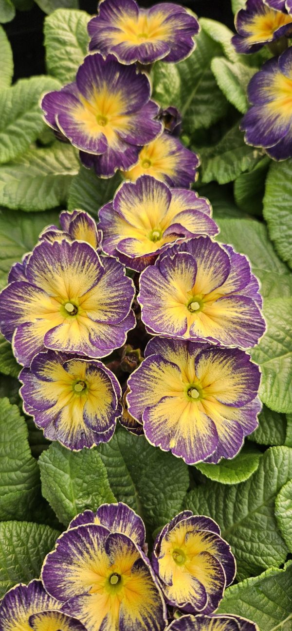 Primula 'Fireflies'