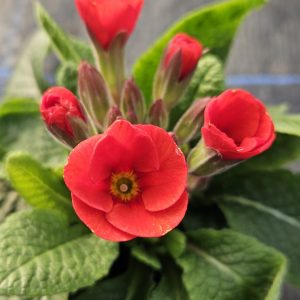 Primula 'Marmalade'