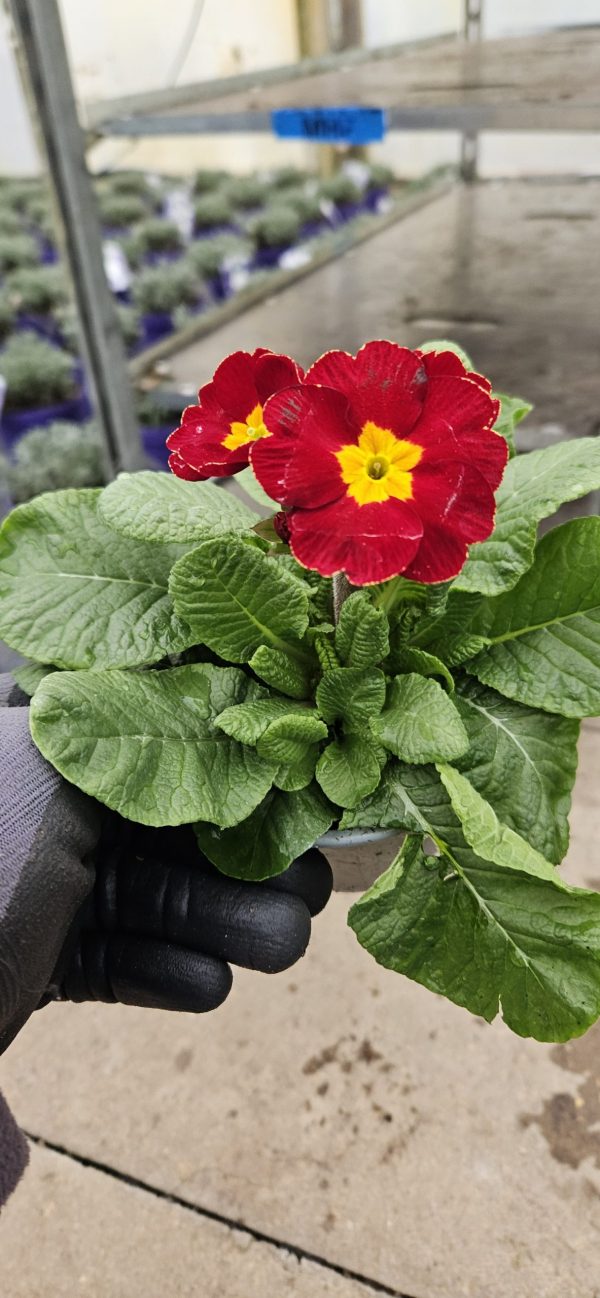 Primula 'PrimeTime'