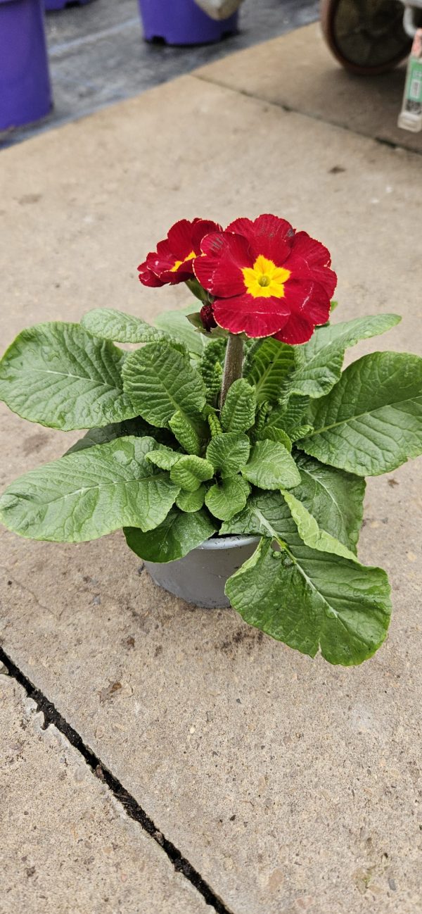 Primula 'PrimeTime'