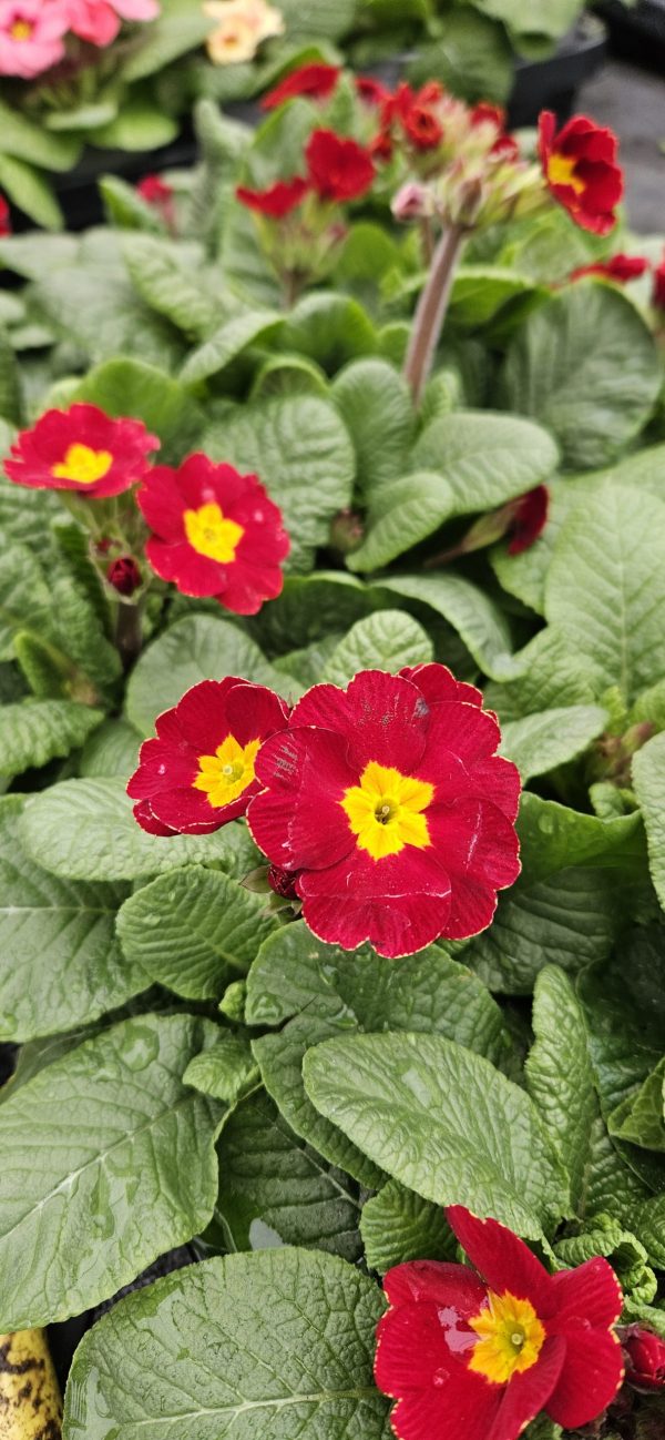 Primula 'PrimeTime'