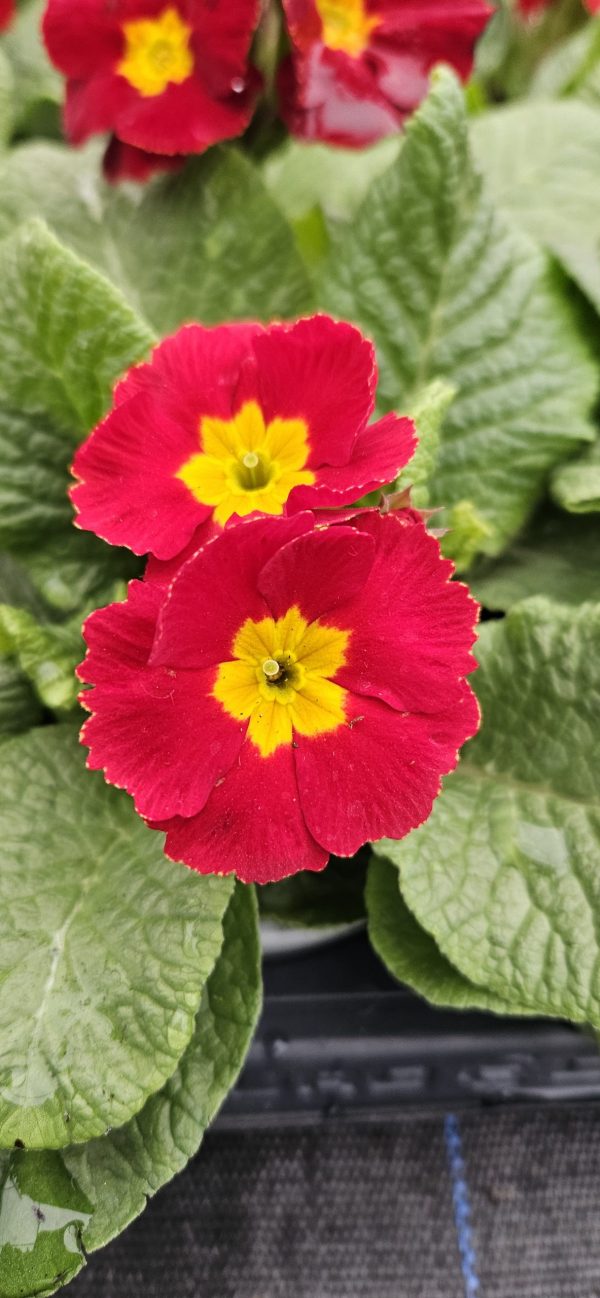 Primula 'PrimeTime'