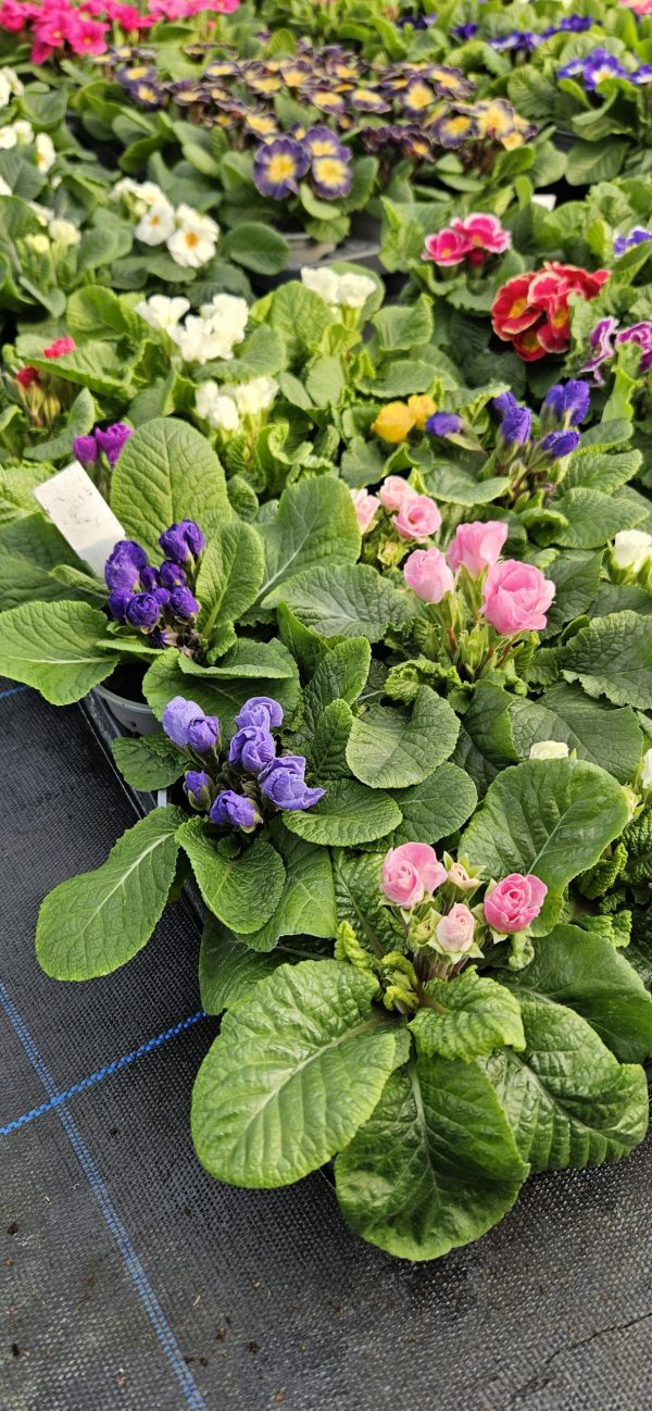 Primula 'Rosebud Mix