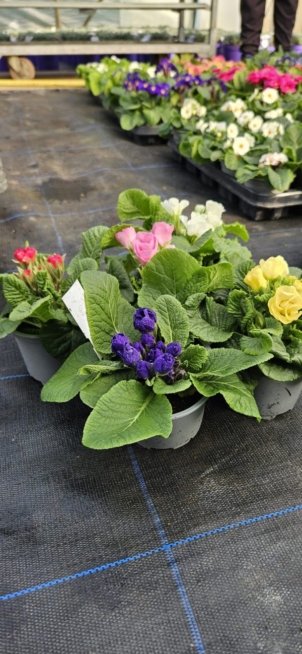 Primula 'Rosebud Mix