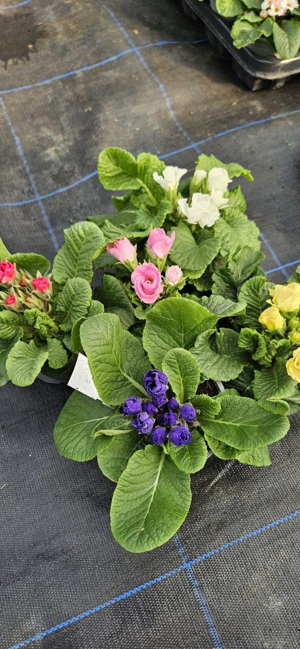 Primula 'Rosebud Mix