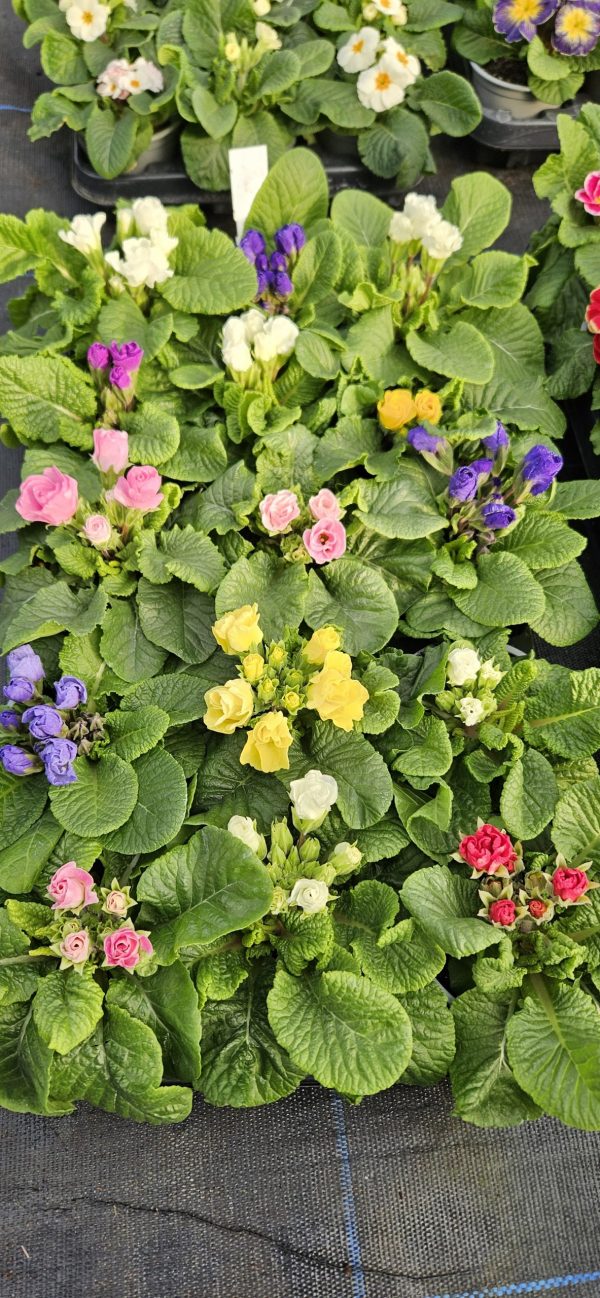 Primula 'Rosebud Mix