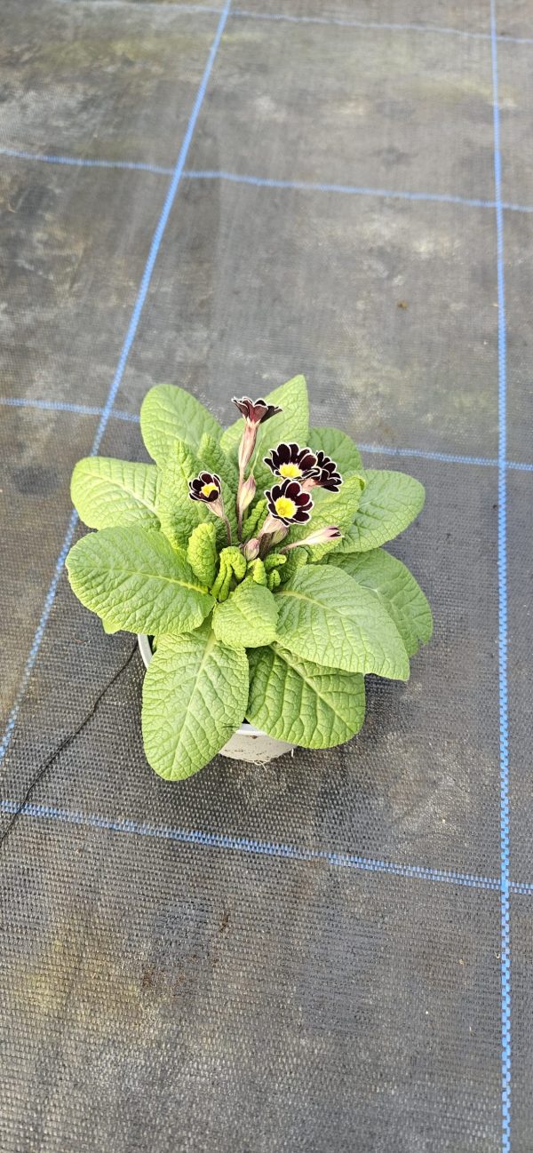 Primula 'Silver Lace'