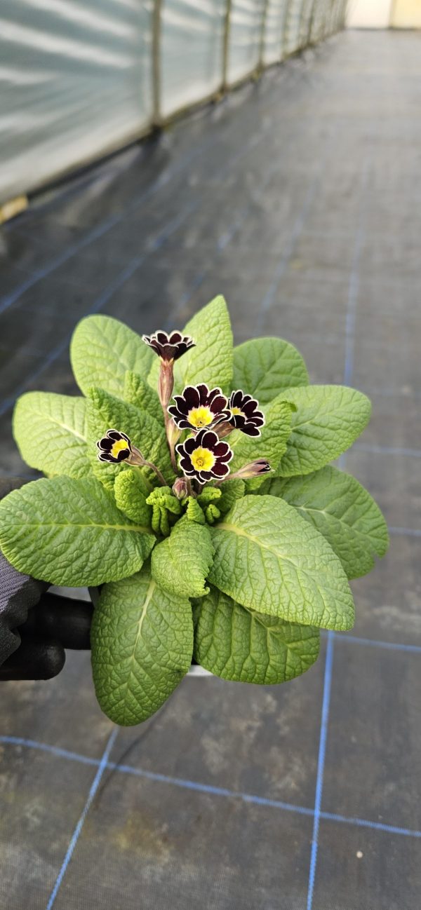 Primula 'Silver Lace'