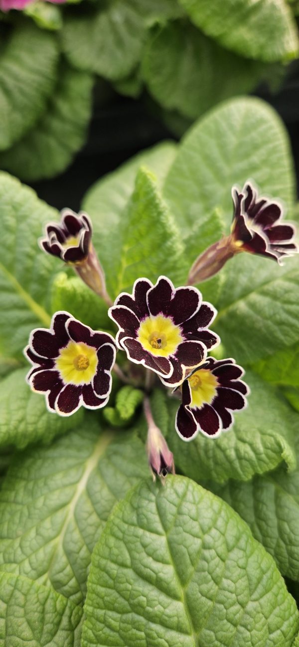 Primula 'Silver Lace'
