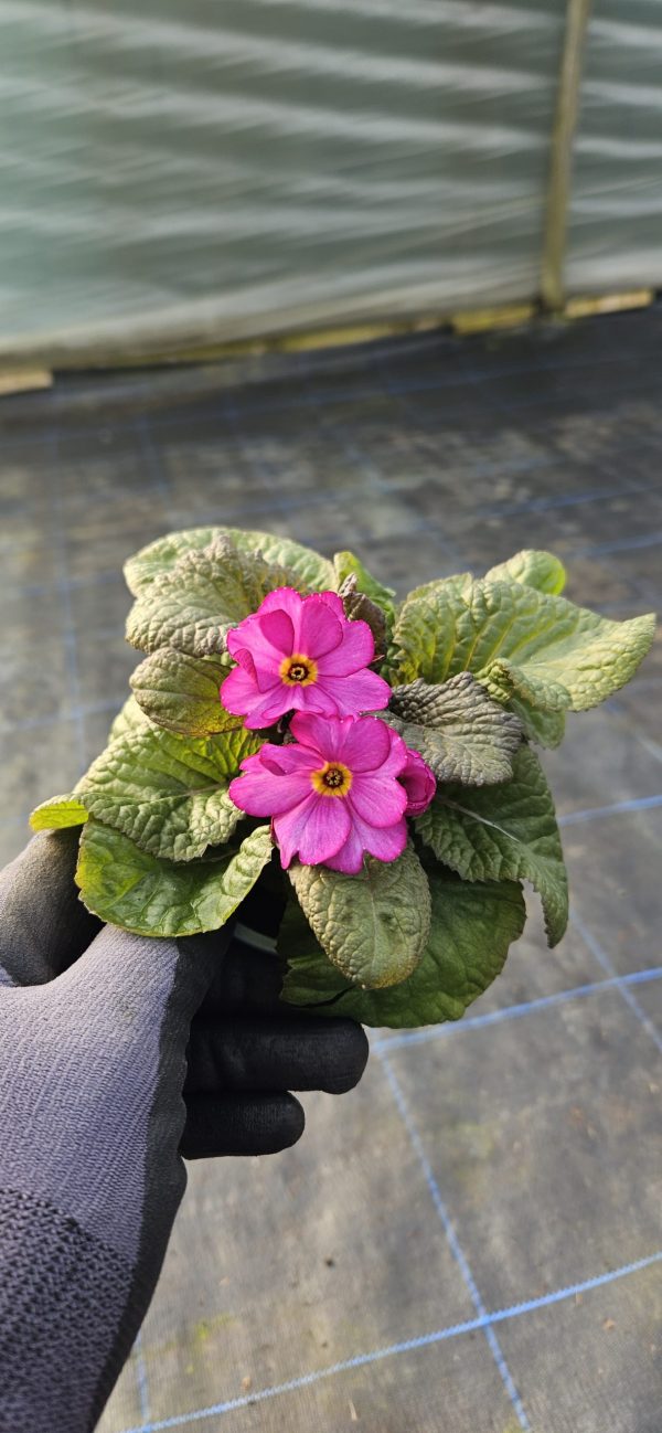 Primula 'Tinkerbells'