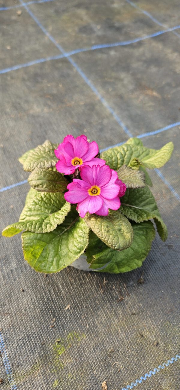 Primula 'Tinkerbells'