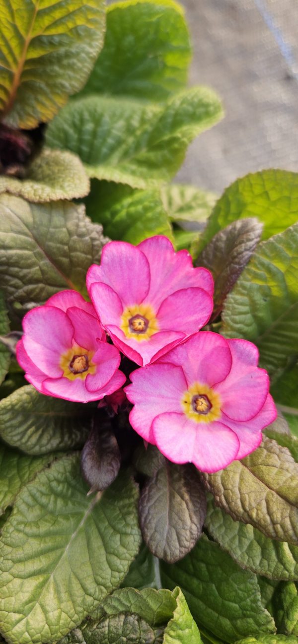 Primula 'Tinkerbells'