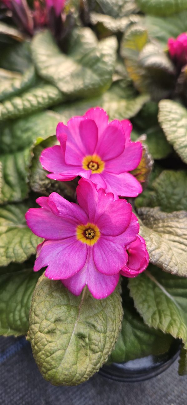 Primula 'Tinkerbells'