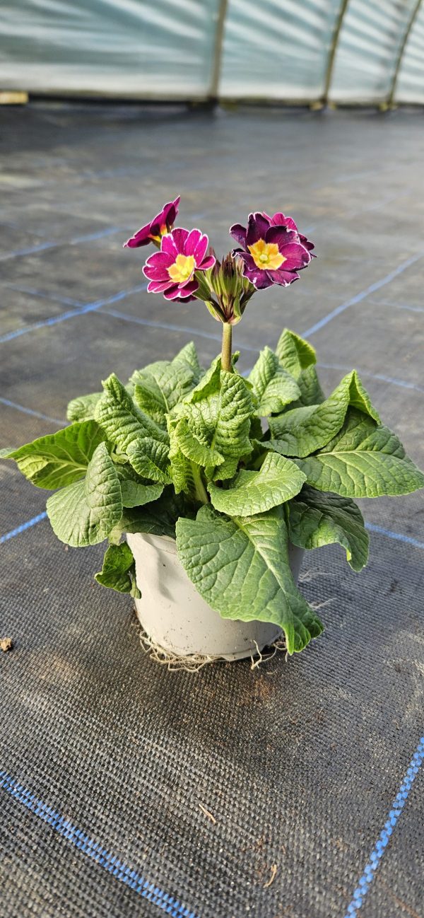 Primula 'Violet Lace'