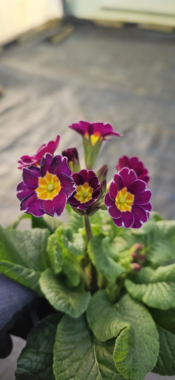 Primula 'Violet Lace'