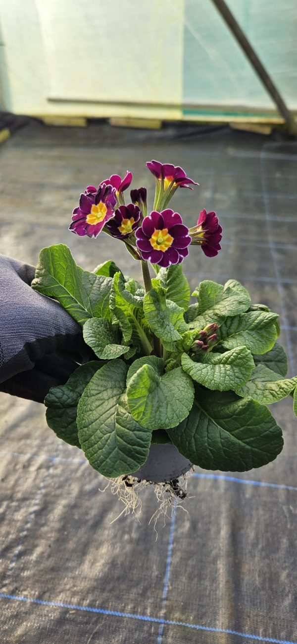 Primula 'Violet Lace'