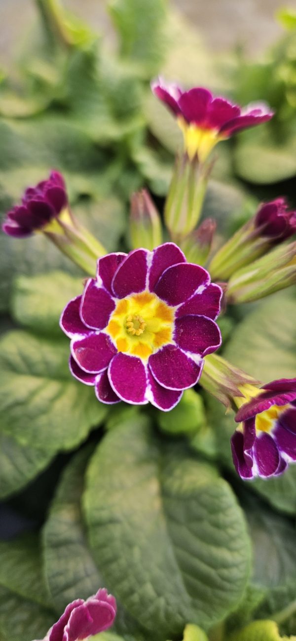 Primula 'Violet Lace'