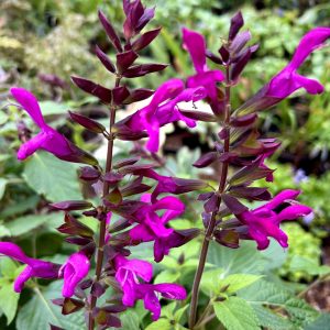 Salvia 'Berry Blast'