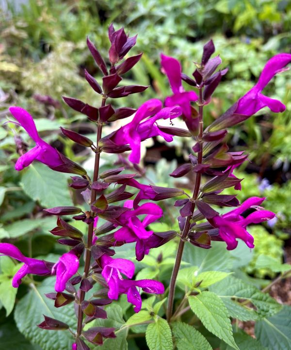Salvia 'Berry Blast' Salvia 'Berry Blast'