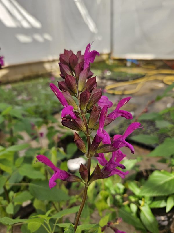 Salvia 'Berry Blast' Salvia 'Berry Blast'