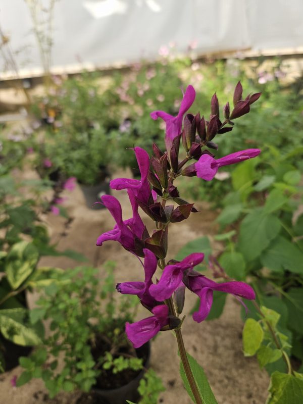 Salvia 'Berry Blast'2 Salvia 'Berry Blast'