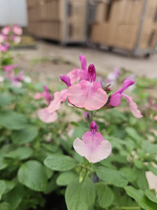 Salvia 'Peach Melba' Salvia 'Peach Melba'