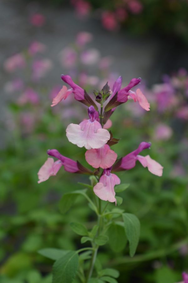 Salvia 'Peach Melba'