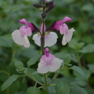 Salvia 'Raspberry Melba'