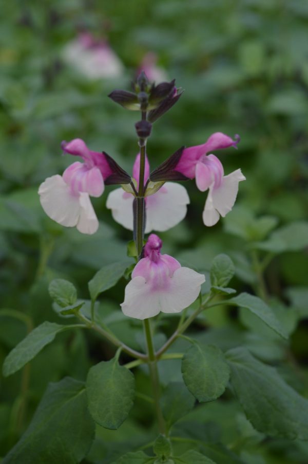 Salvia 'Raspberry Melba'