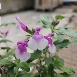 Salvia 'Strawberry Melba'
