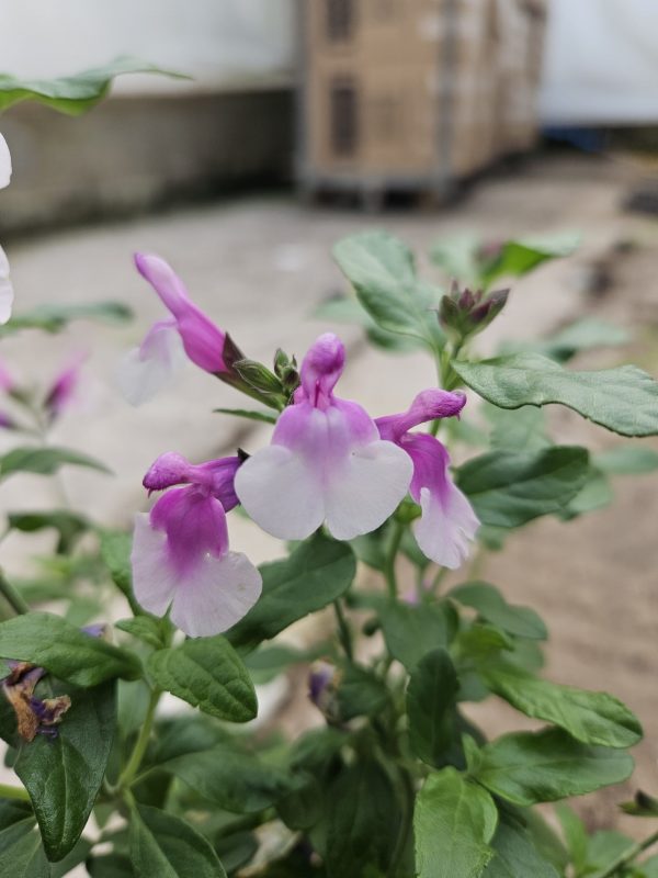 Salvia 'Strawberry Melba' Salvia 'Strawberry Melba'