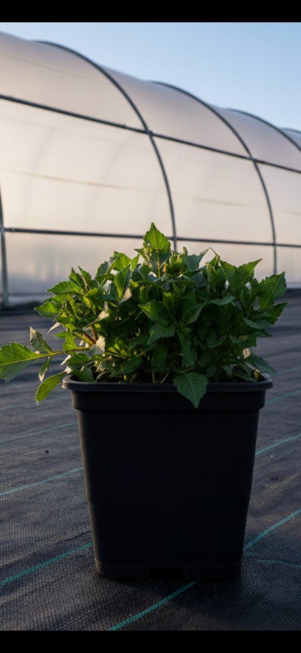 Dahlia 'Labella Maggiore Fun Fire'