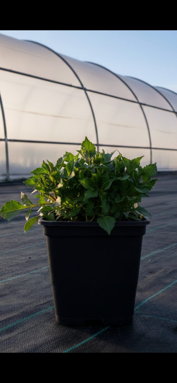 Dahlia 'Labella Maggiore Fun Fire'