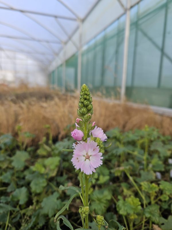 3Sidalcea 'Little Princess'3 Sidalcea 'Little Princess'