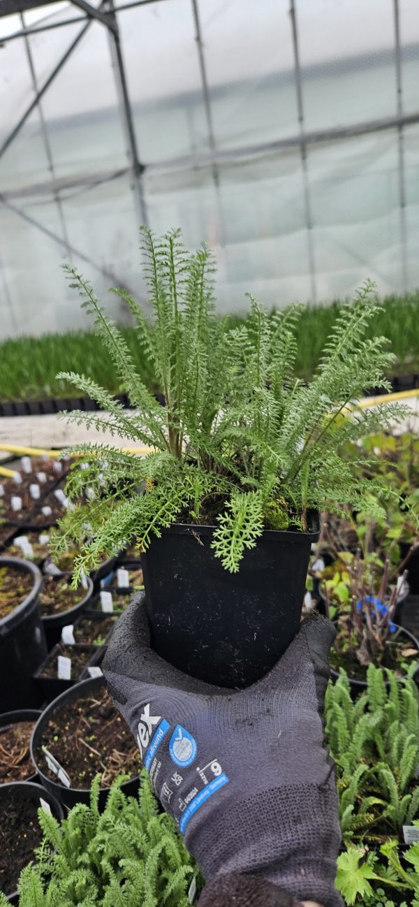 Achillea millefolium 'Apple Blossom' Achillea millefolium 'Apple Blossom'