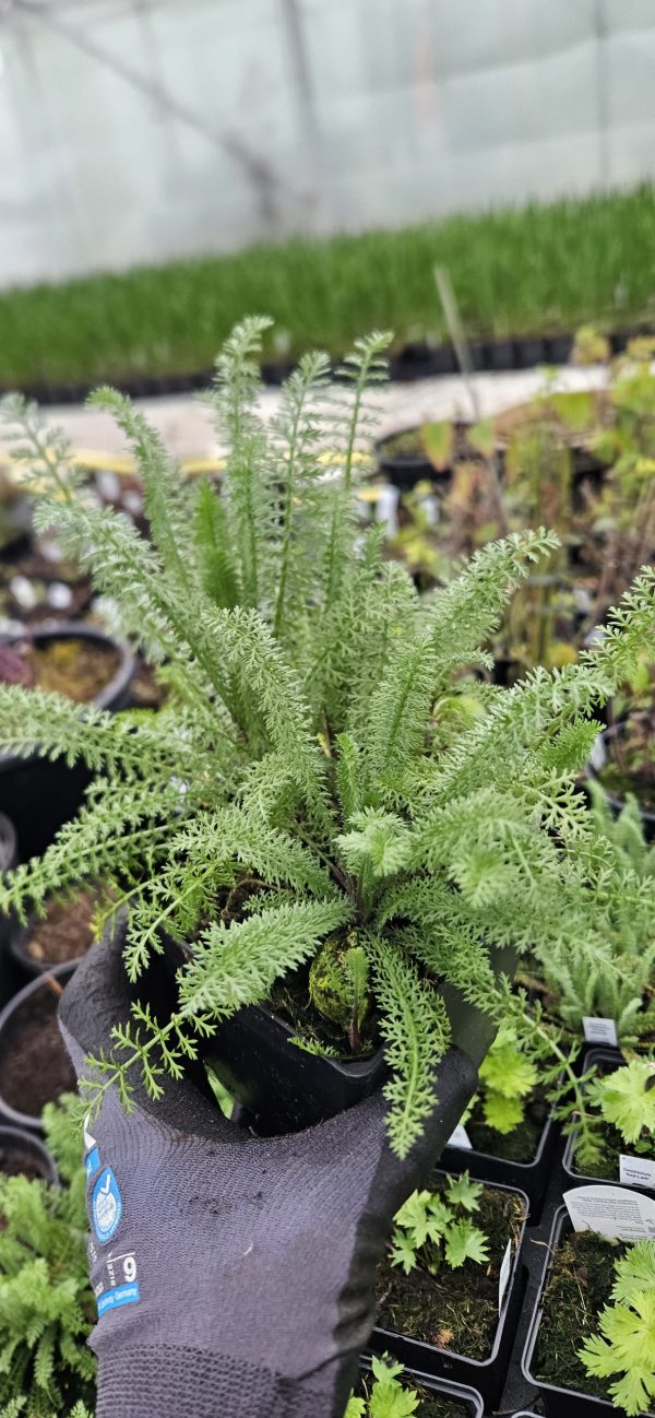 Achillea millefolium 'Apple Blossom'2 Achillea millefolium 'Apple Blossom'