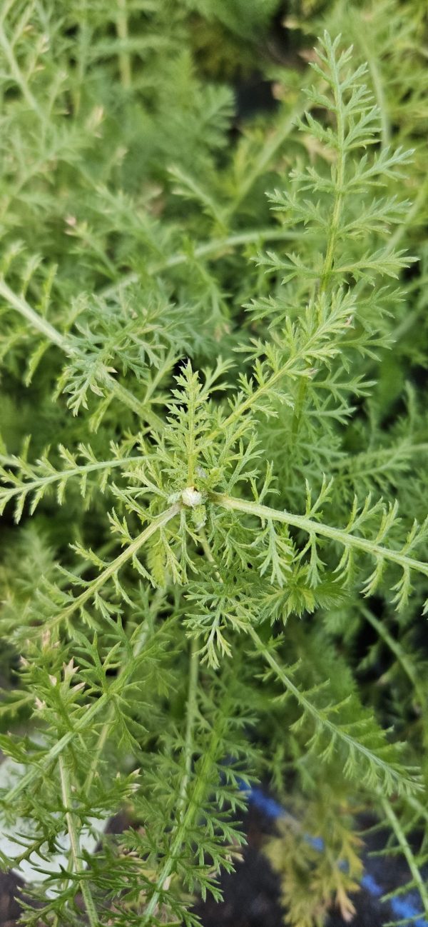Achillea millefolium 'Paprika' 2 Achillea millefolium 'Paprika'